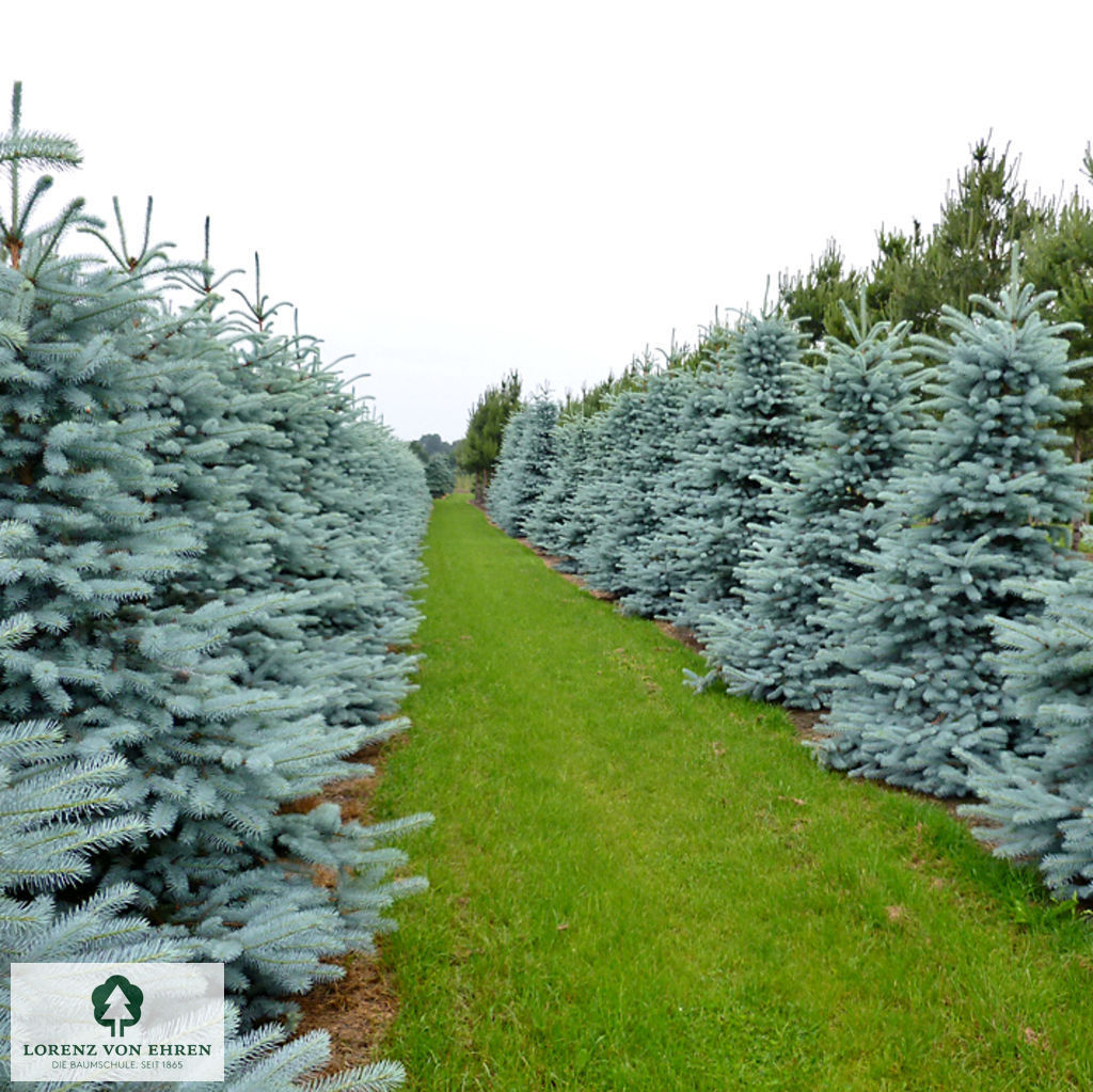 Picea pungens 'Edith'