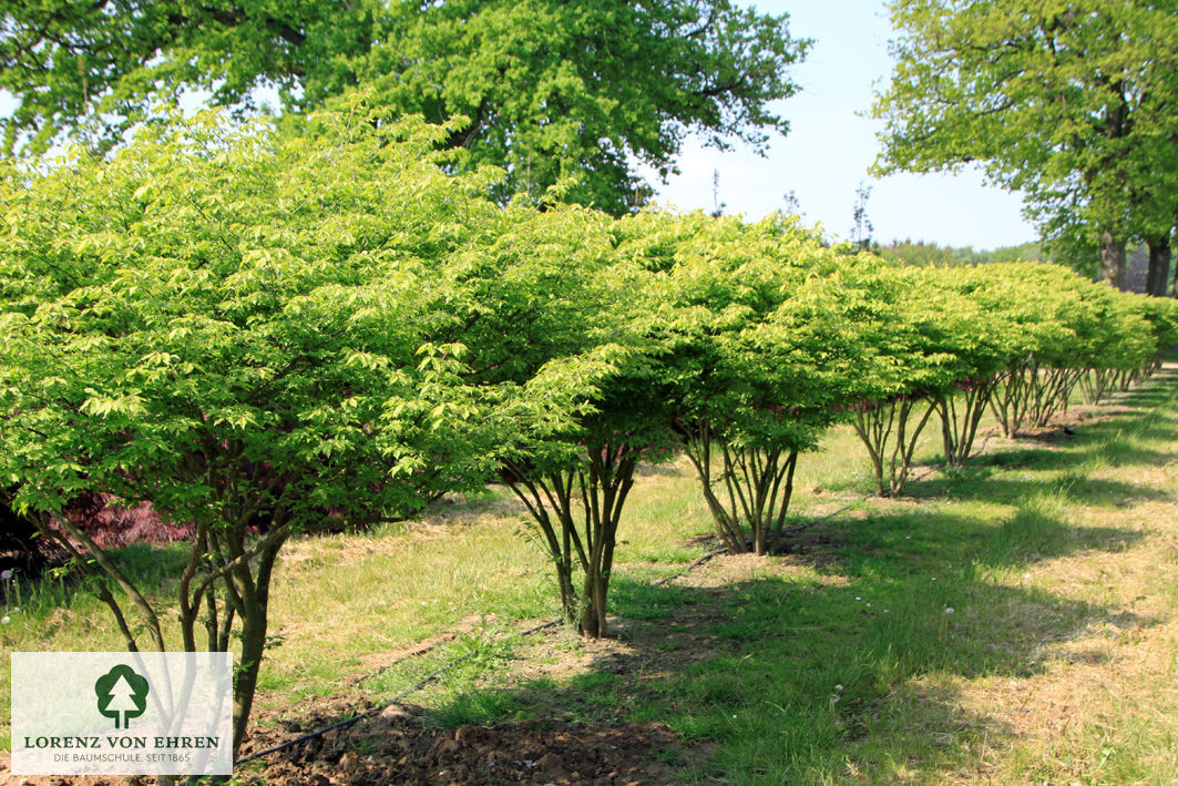 Euonymus alatus 'Compactus'