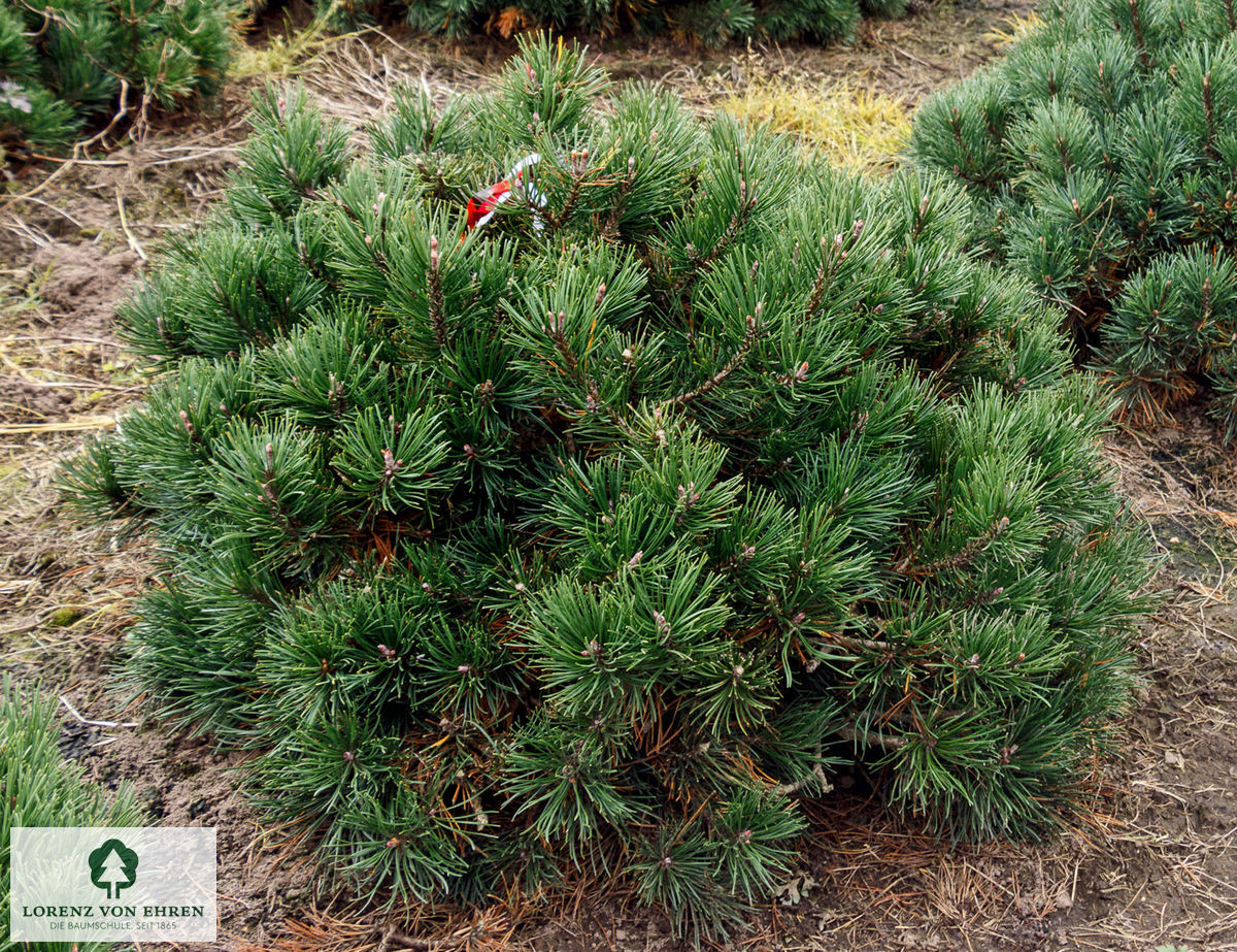 Pinus mugo pumilio