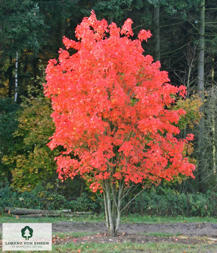 Acer rubrum