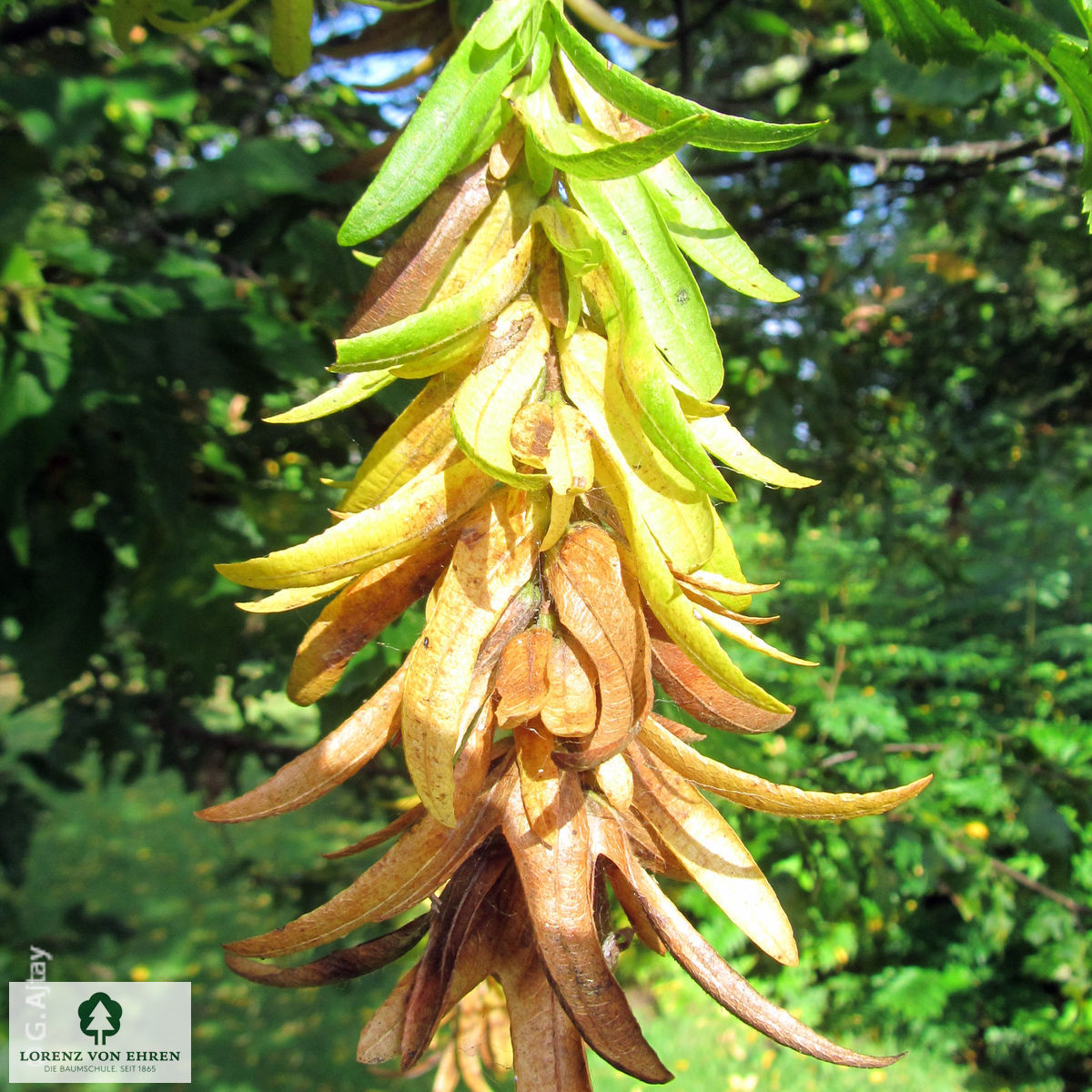 Carpinus betulus 'Quercifolia'