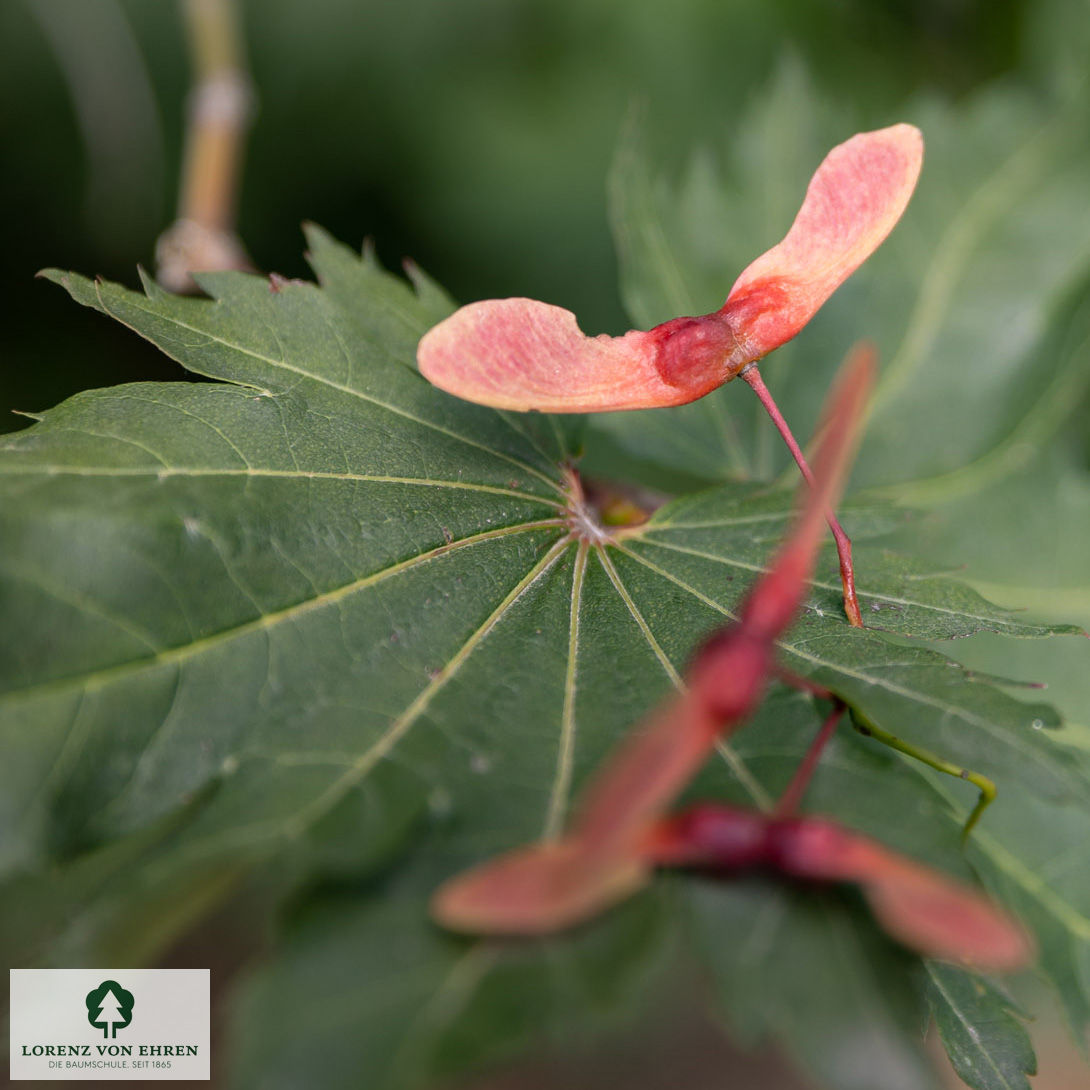 Acer japonicum 'Vitifolium'