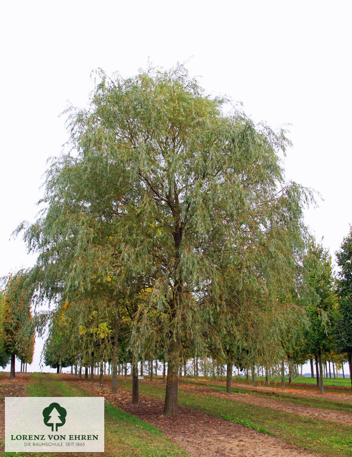 Salix alba 'Tristis Resistenta'