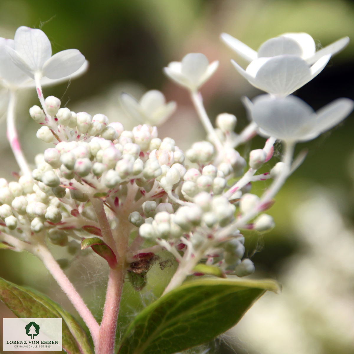 Hydrangea paniculata 'Early Sensation'