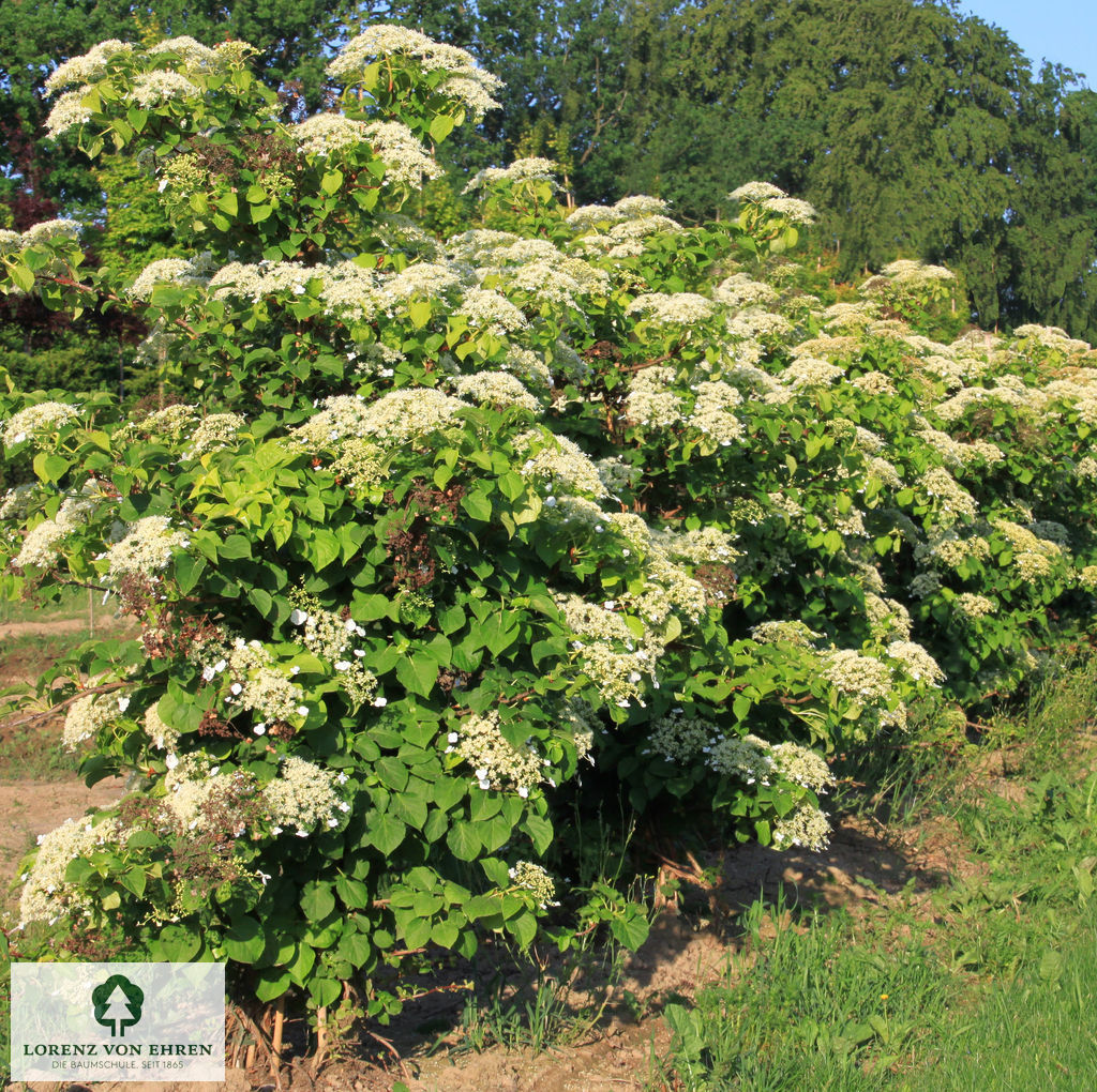 Hydrangea petiolaris