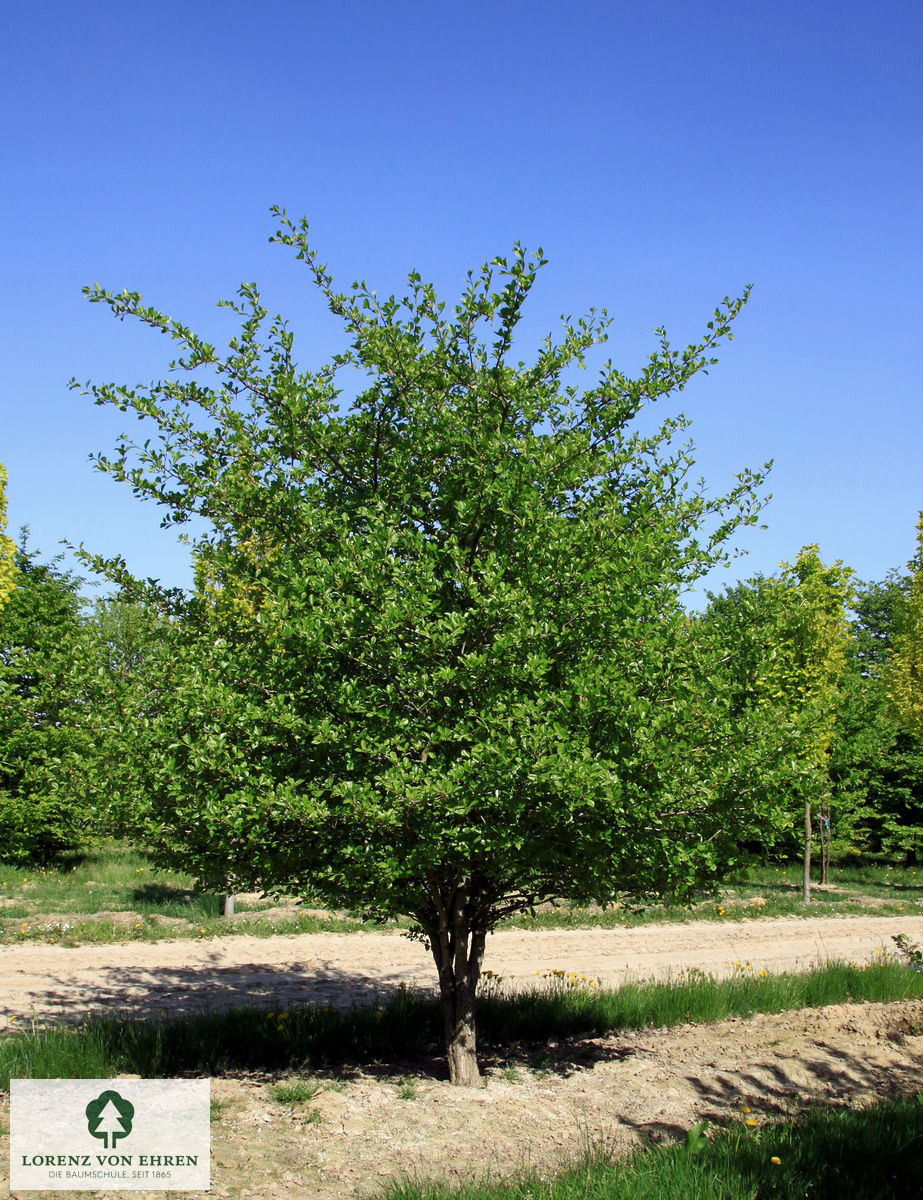 Crataegus lavallei 'Carrierei'