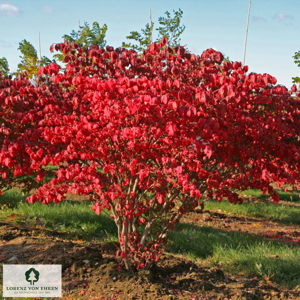 Euonymus alatus 'Compactus'