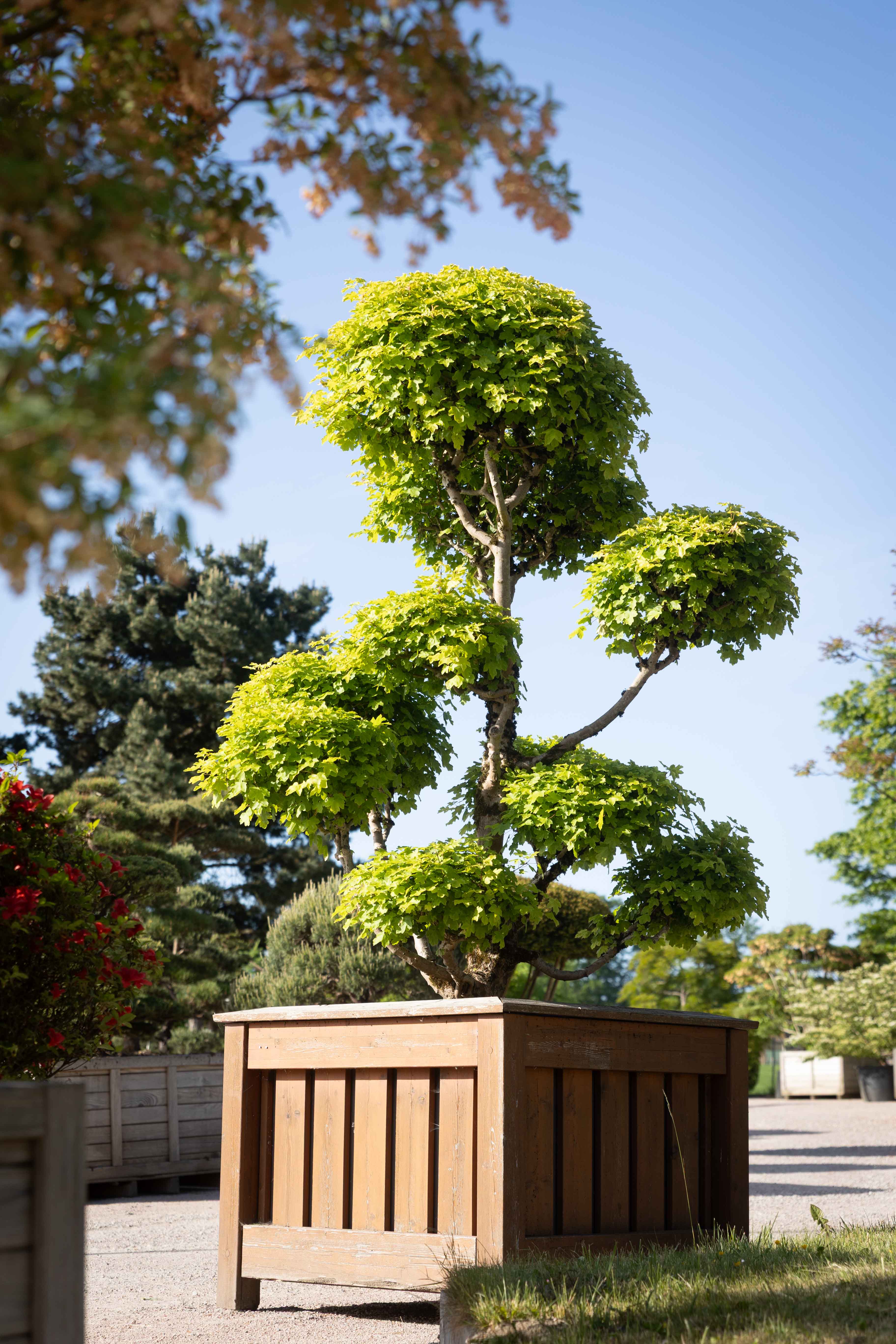 Acer campestre Bonsai - verkauft