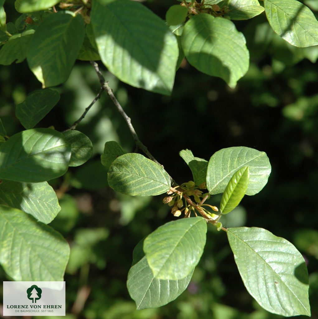 Rhamnus frangula