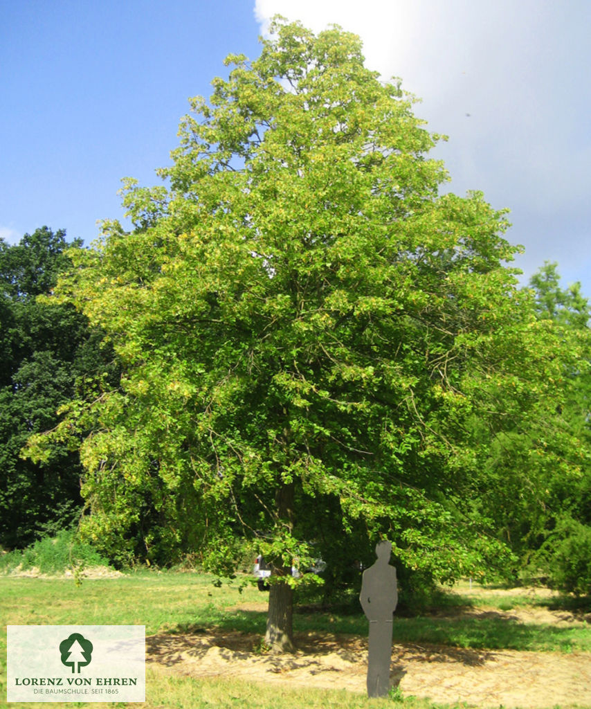 Tilia platyphyllos