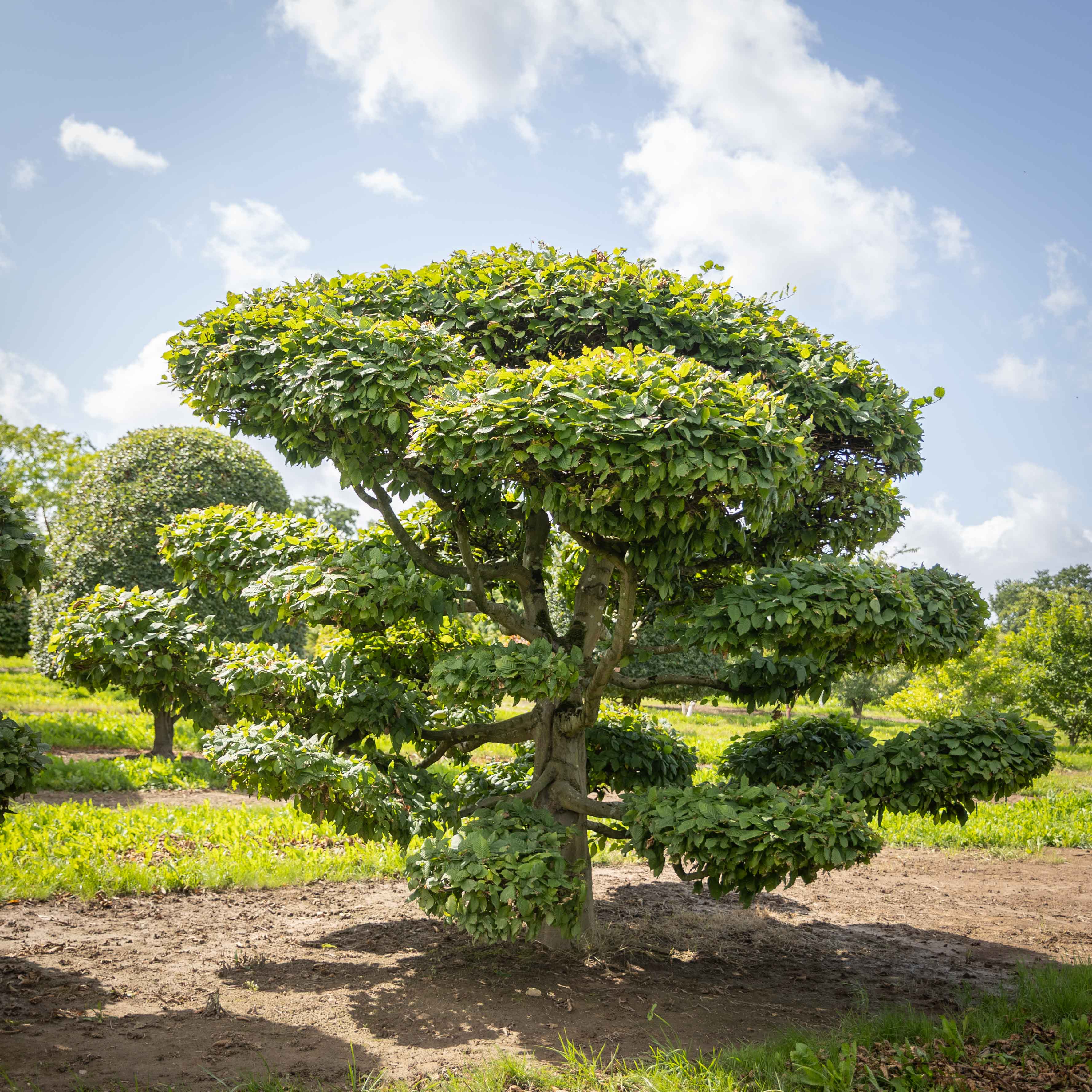 Großer Baum als Bonsai geformt