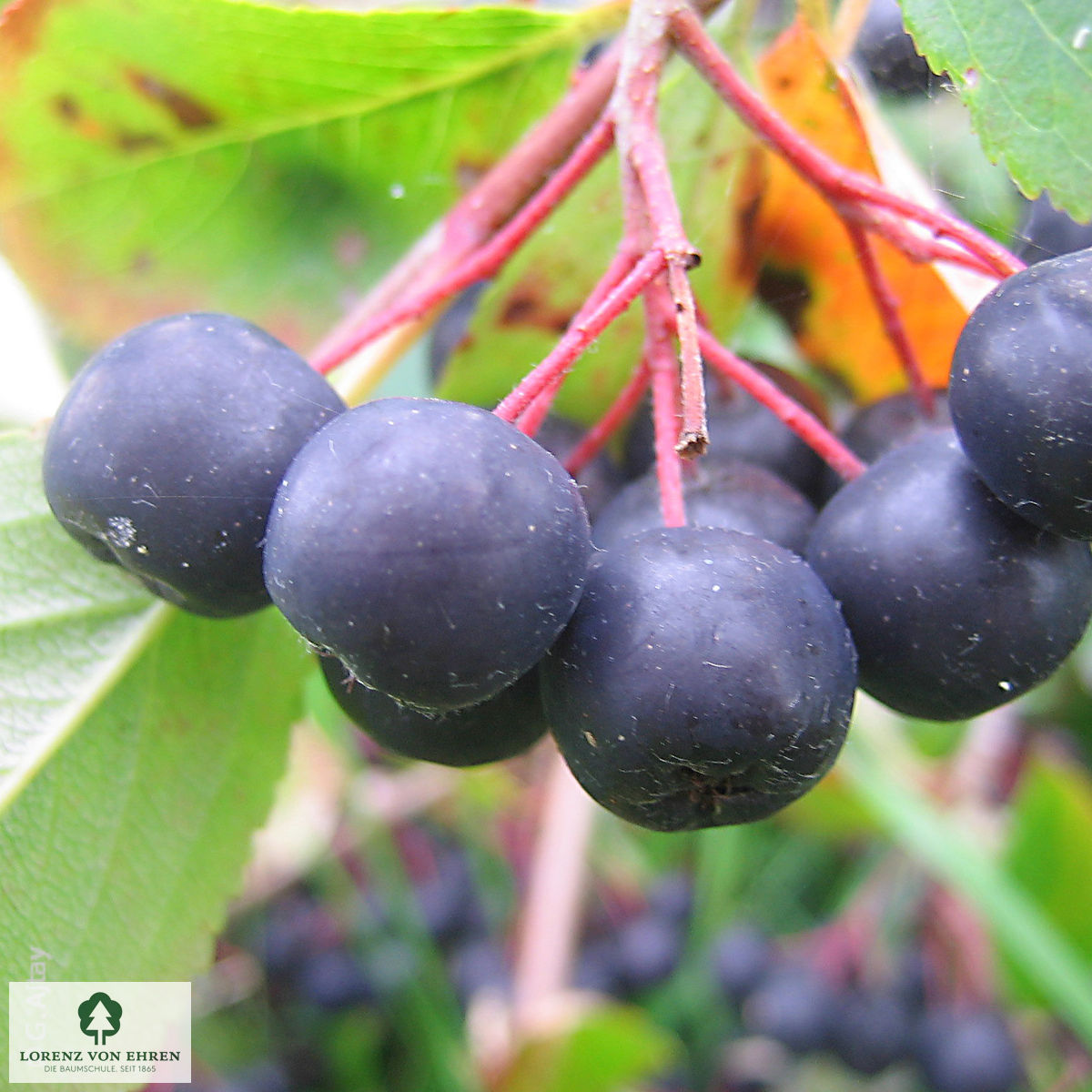 Aronia melanocarpa