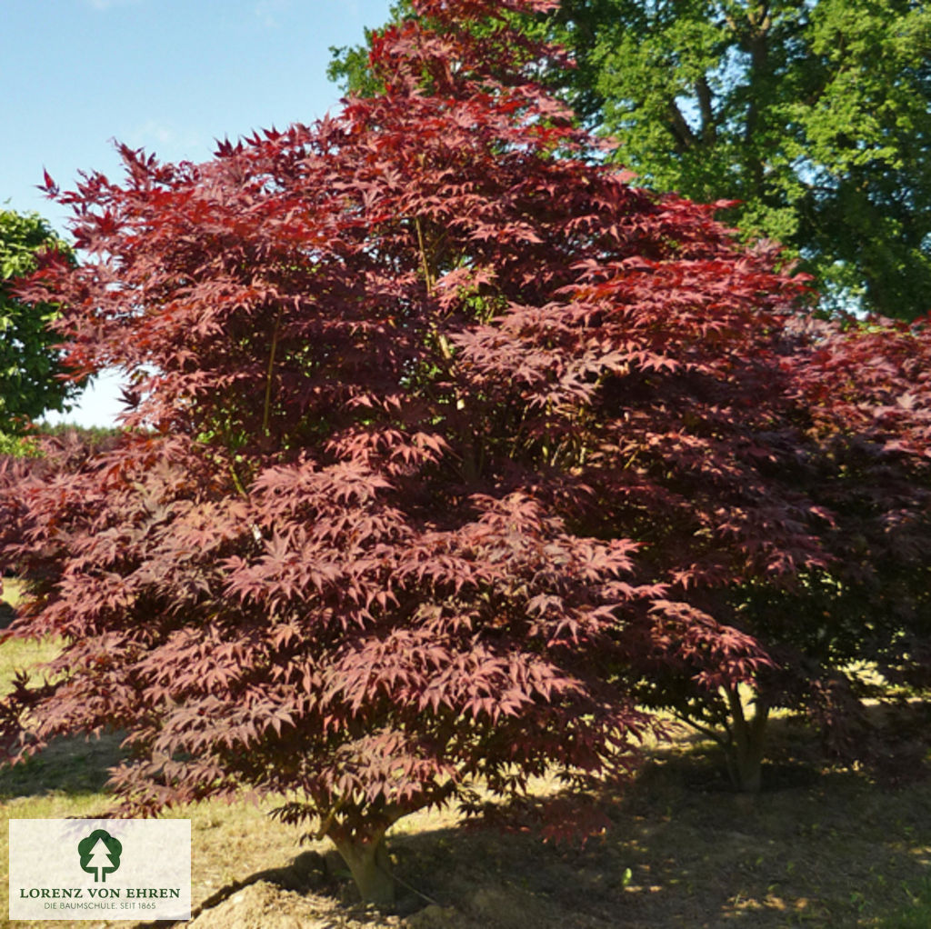 Acer palmatum 'Atropurpureum'