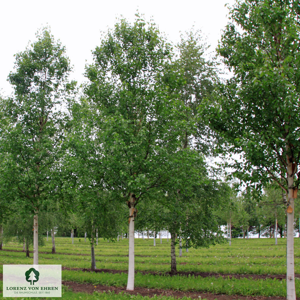 Betula albosinensis