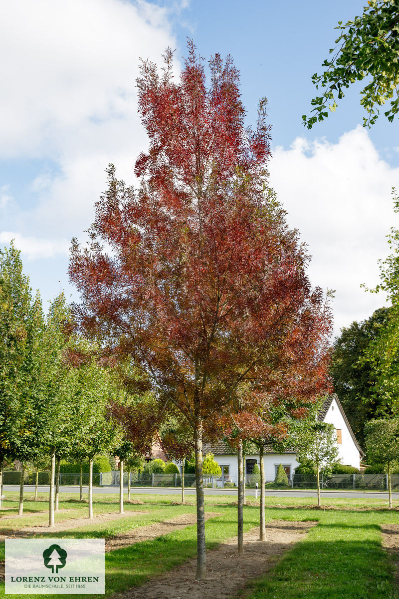 Fraxinus angustifolia 'Raywood'