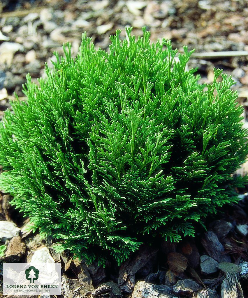 Chamaecyparis lawsonia 'Minima Glauca'