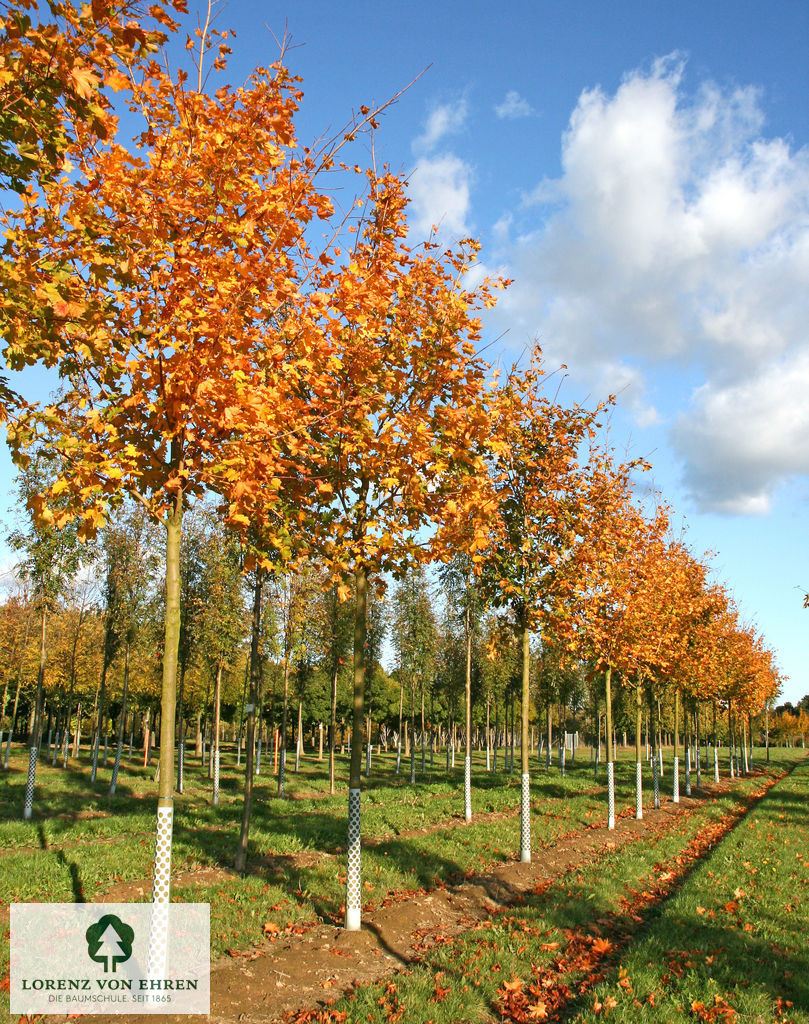 Acer platanoides 'Deborah'