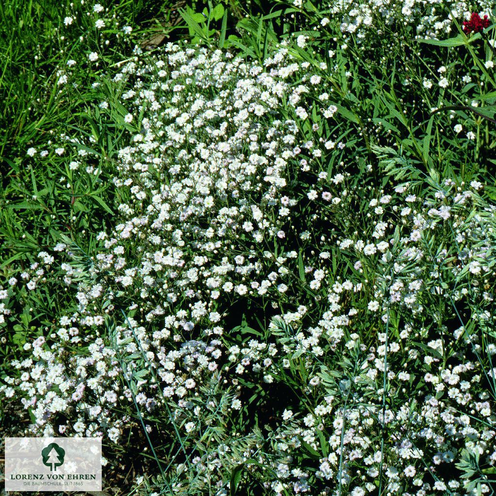 Gypsophila paniculata 'Schneeflocke'