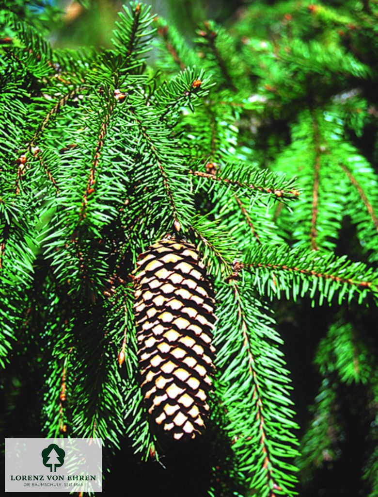 Picea abies