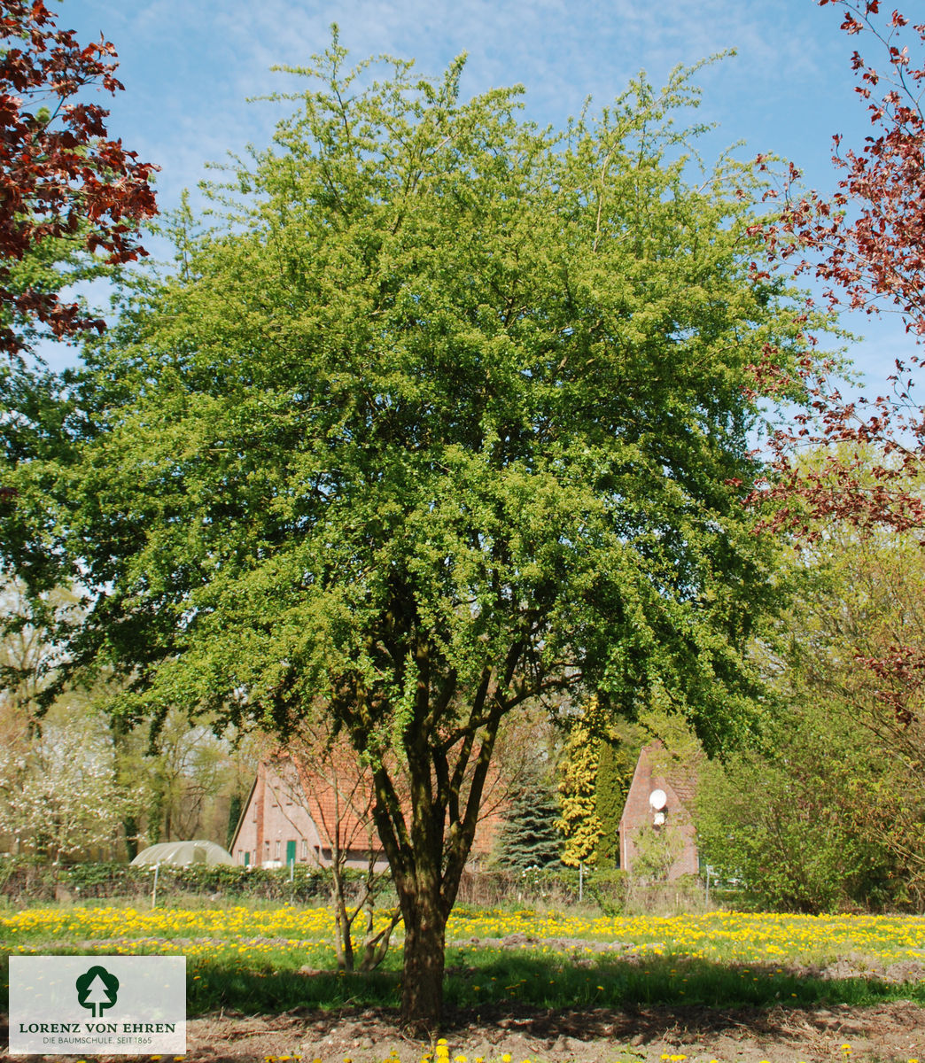 Crataegus monogyna