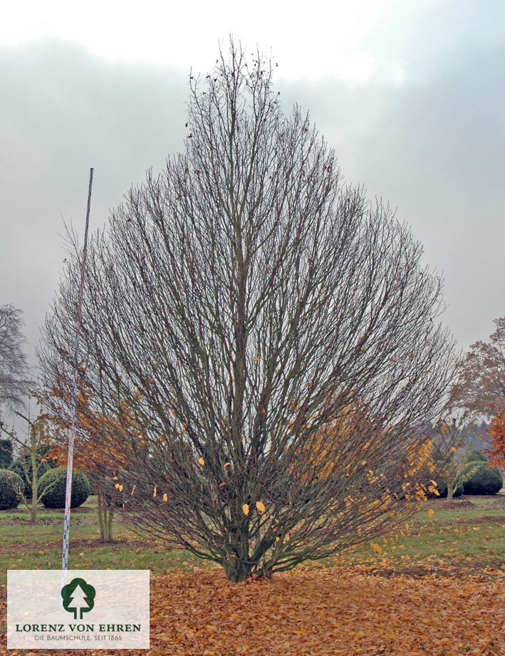 Carpinus betulus 'Columnaris'