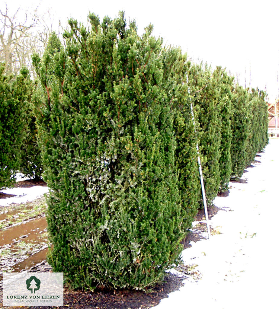 Taxus media 'Hillii'