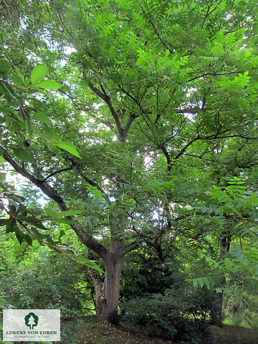 Juglans mandshurica