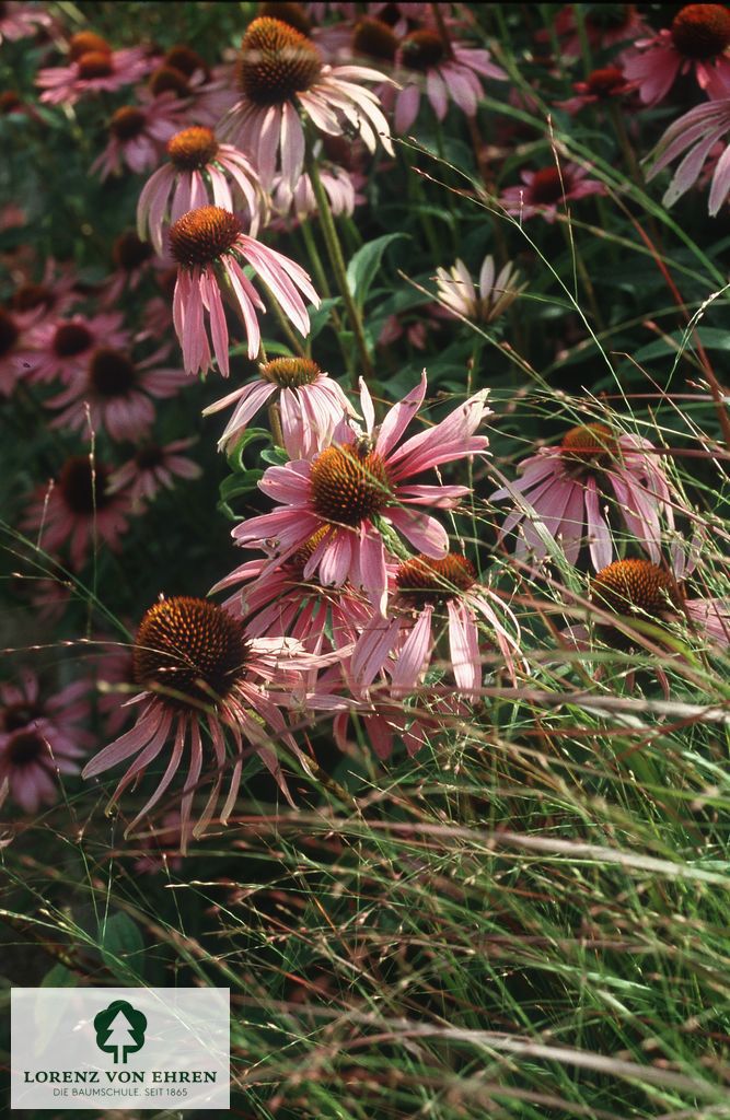 Echinacea purpurea