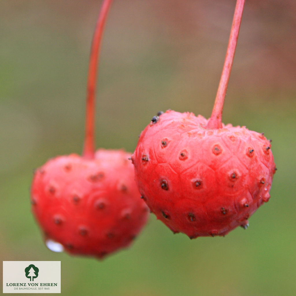 Cornus kousa chinensis