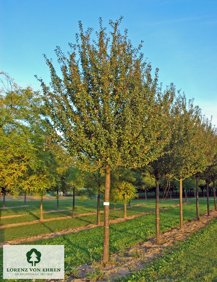 Malus sylvestris