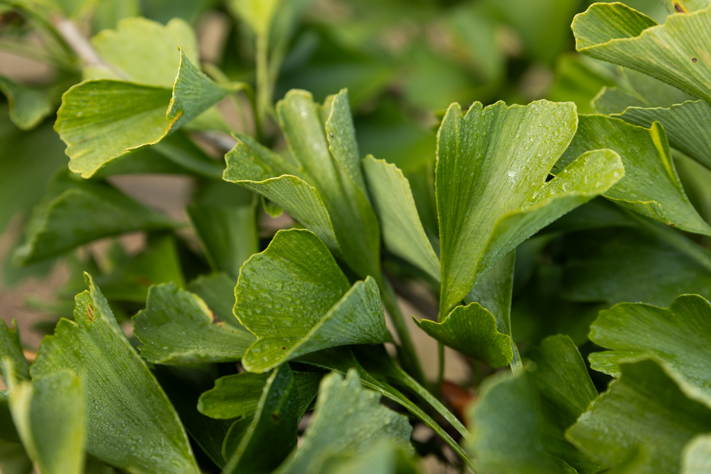 Ginkgo biloba Bonsai