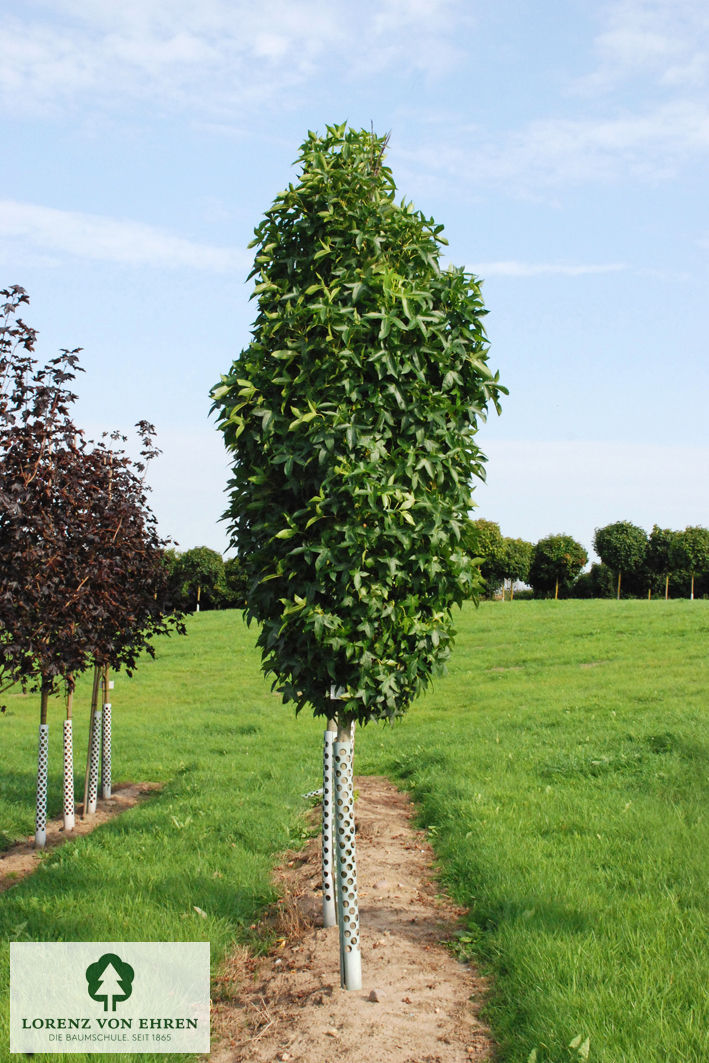 Liquidambar styraciflua 'Slender Silhouette'