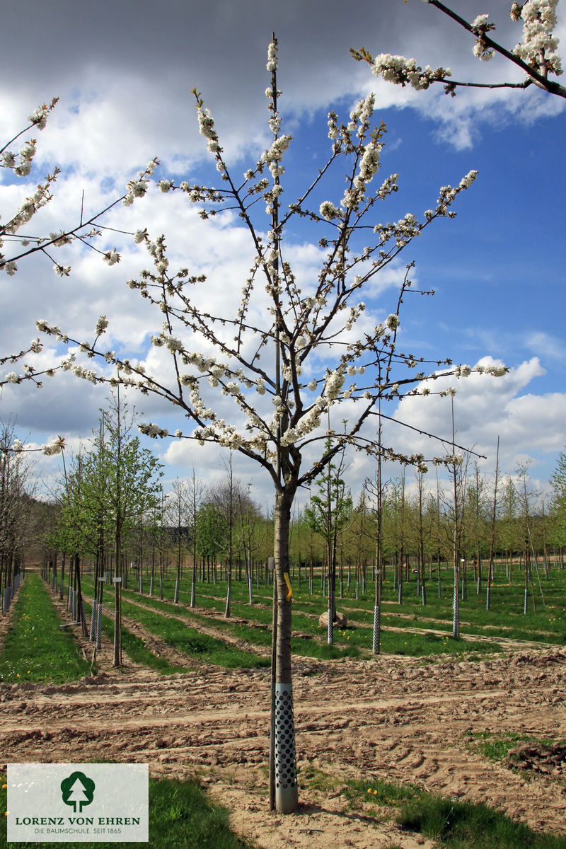 Prunus avium 'Große Schwarze Knorpelkirsche'