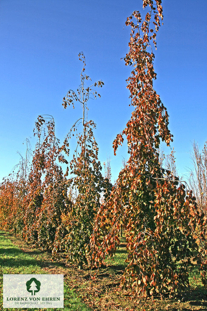 Fagus sylvatica 'Purple Fountain'