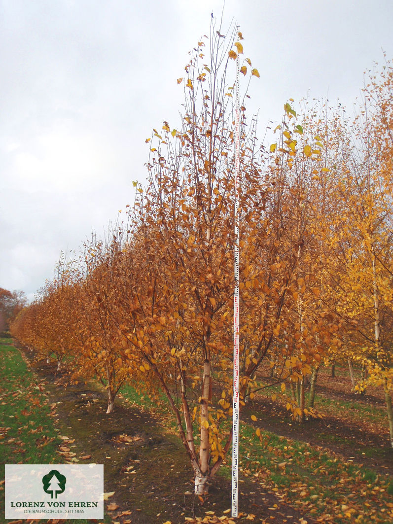 Betula albosinensis