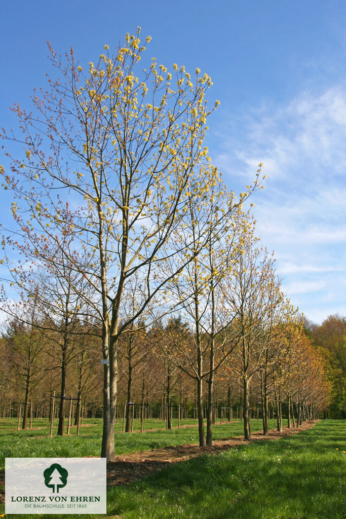 Quercus rubra