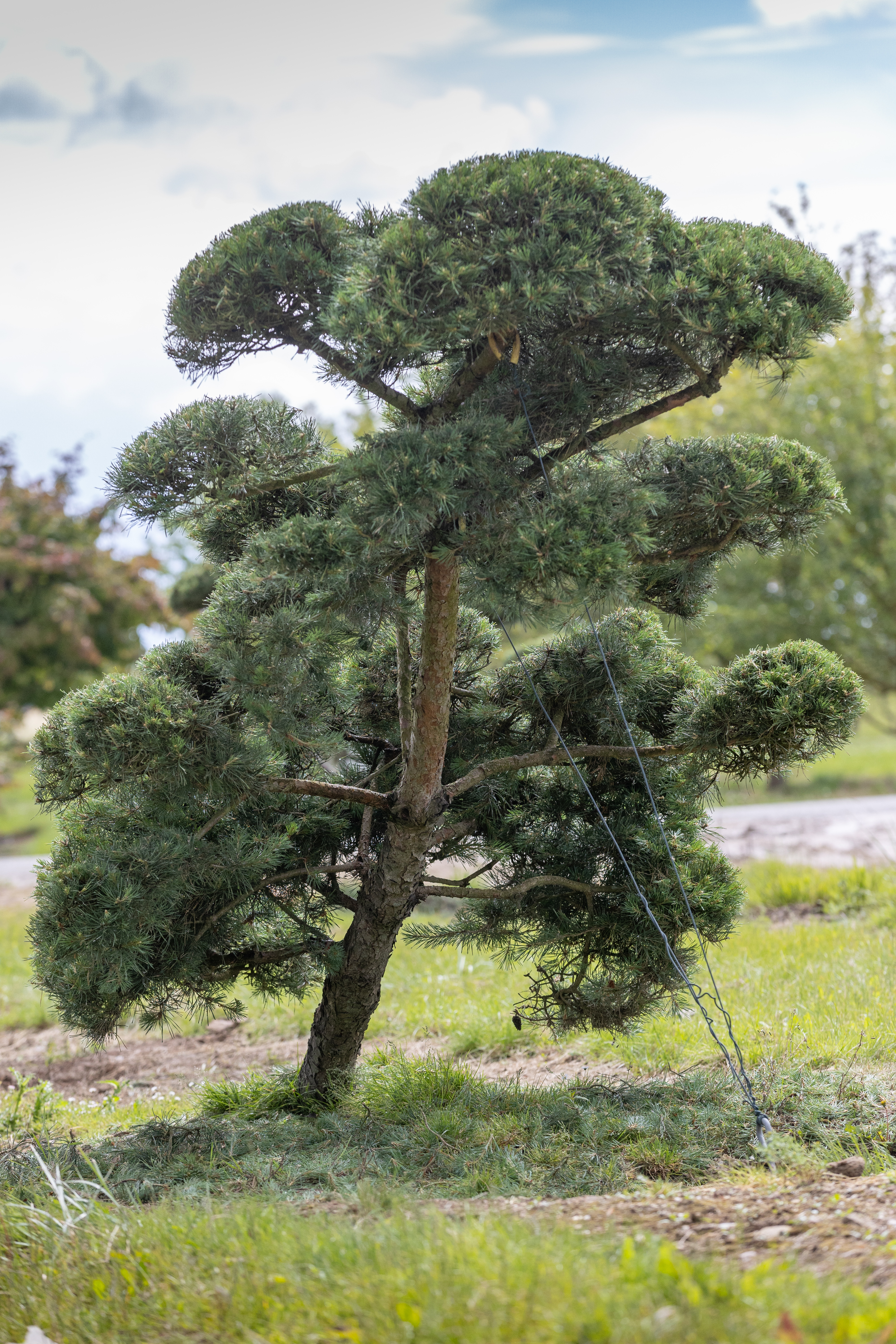 Pinus sylvestris Windswept Bonsai Pinus sylvestris Windflüchter Bonsai