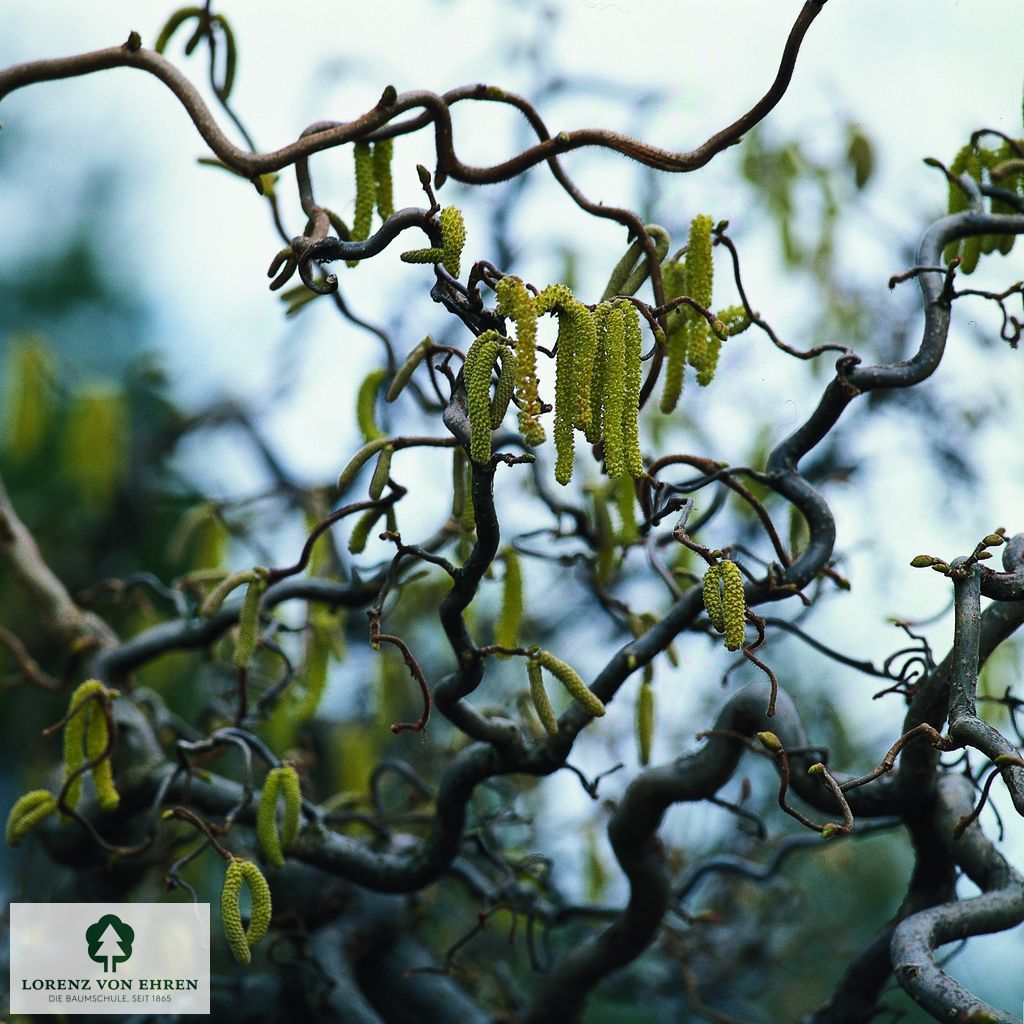 Corylus avellana 'Contorta'