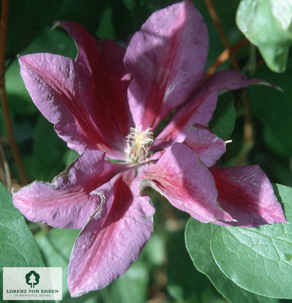 Clematis 'Mrs. N. Thompson'