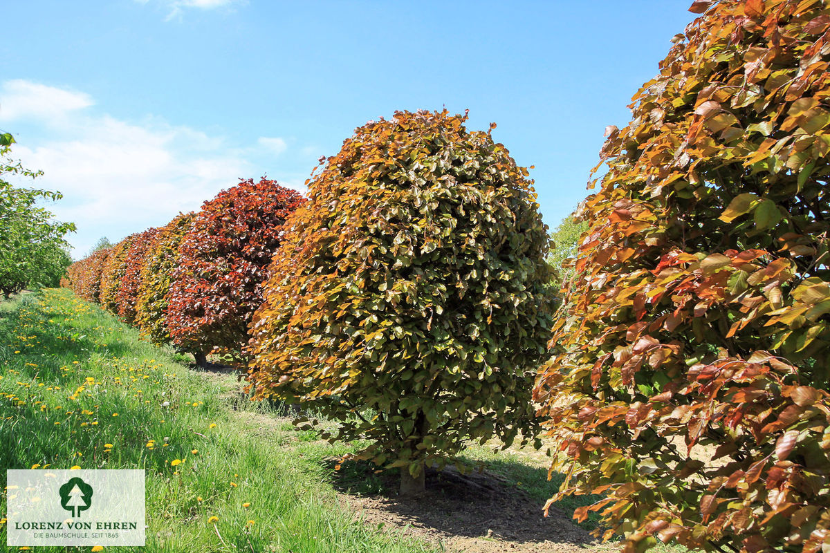 Fagus sylvatica 'Riversii'