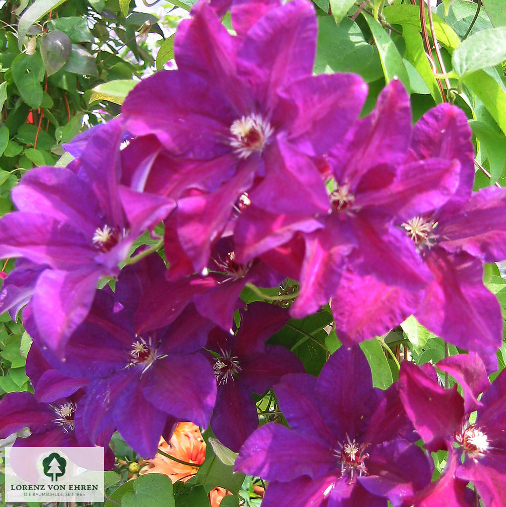 Clematis viticella 'Etoile Violette'