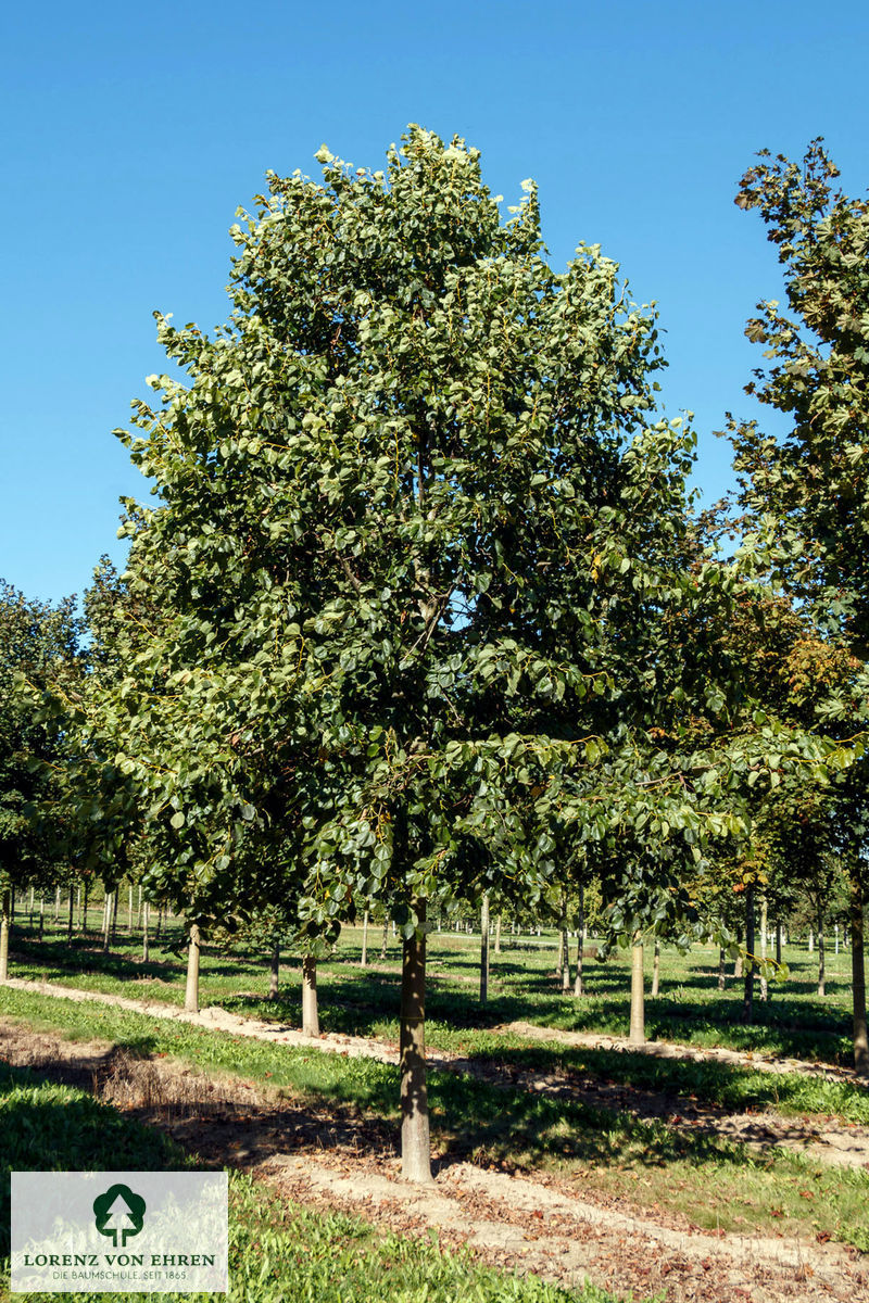 Tilia euchlora