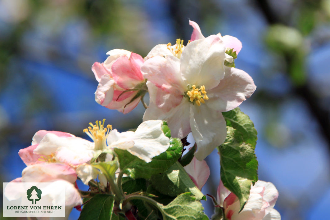 Malus domestica 'Landsberger Renette'