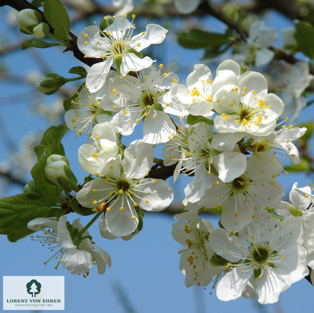 Prunus domestica 'Graf Althans Reneklode'