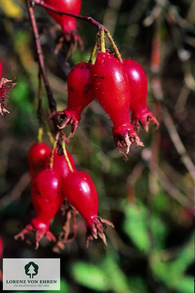 Rosa moyesii