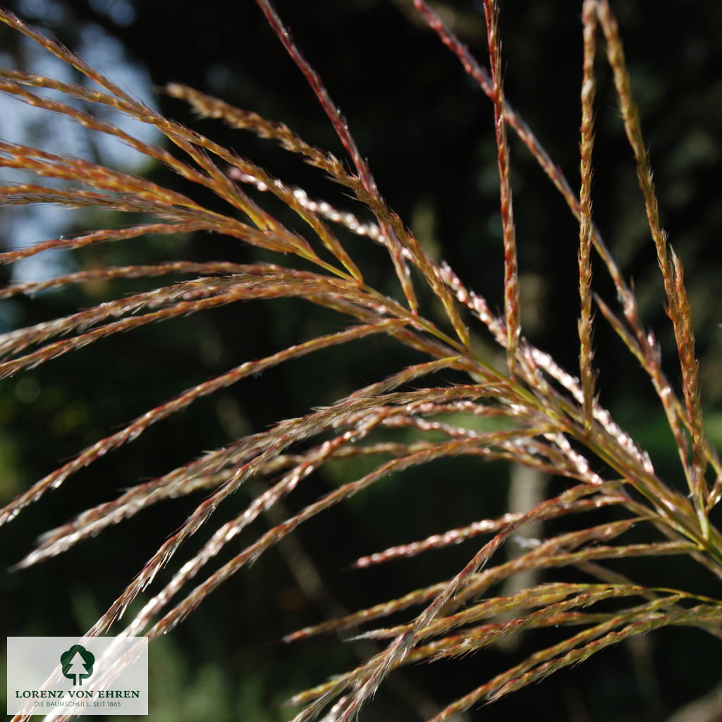 Miscanthus sinensis 'Silberfeder'