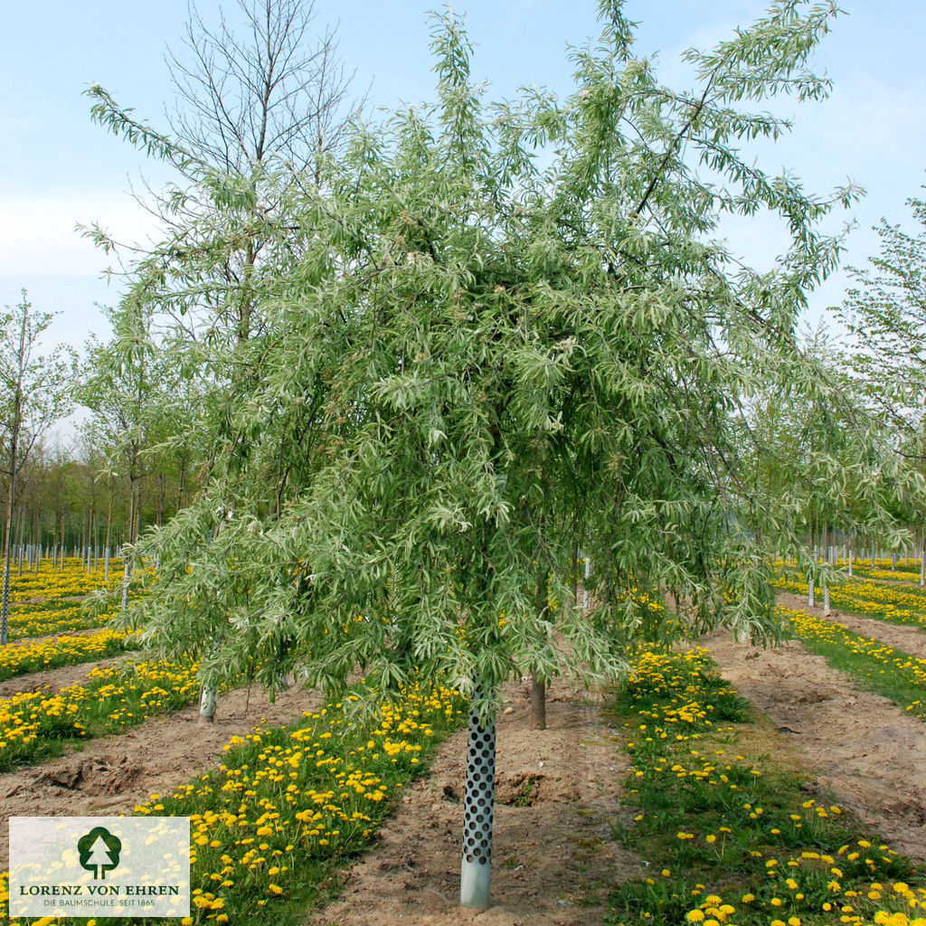 Pyrus salicifolia 'Pendula'