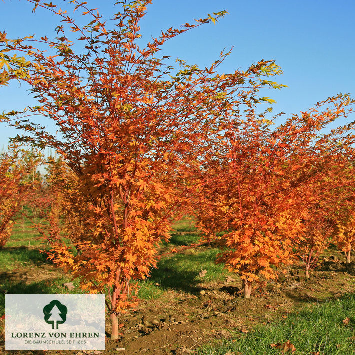 Acer palmatum 'Sangokaku'