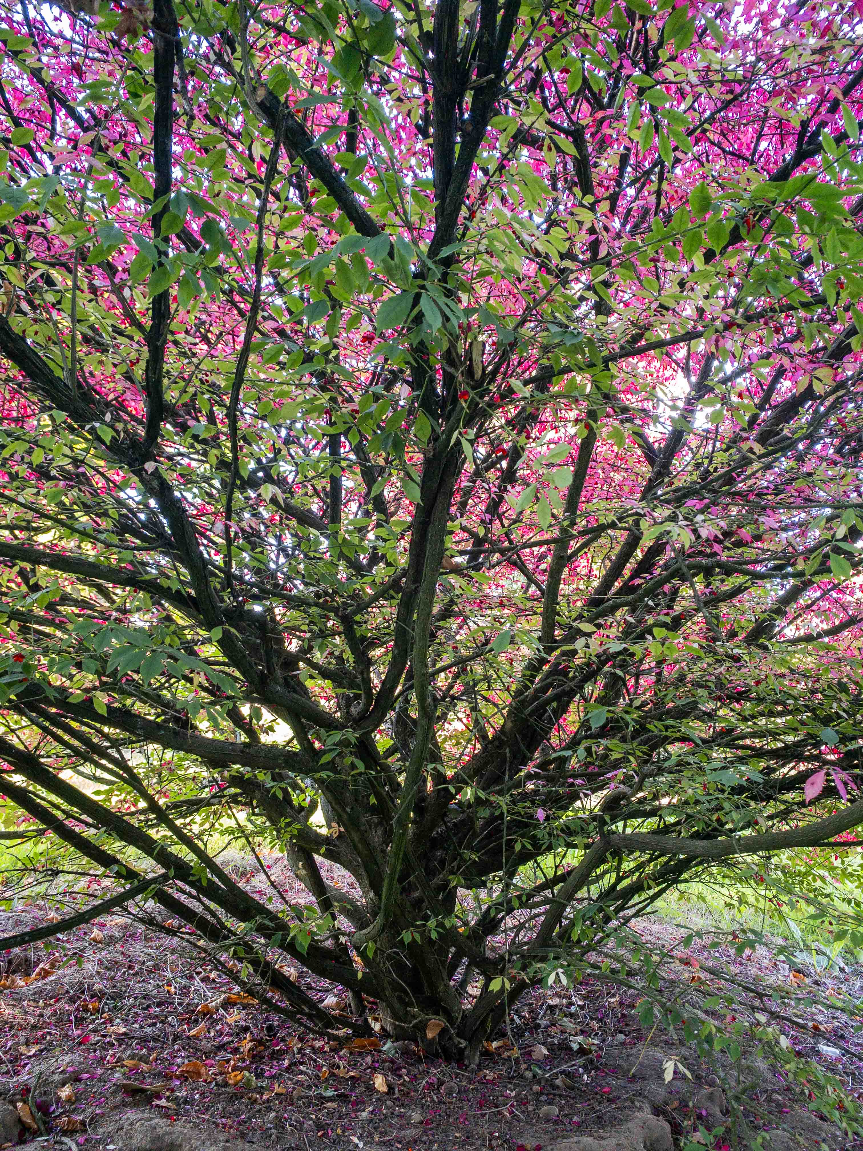 Ein Strauch mit vielen dunklen Ästen und dichtem Laub, das grün und leuchtend rot-pink gefärbt ist.