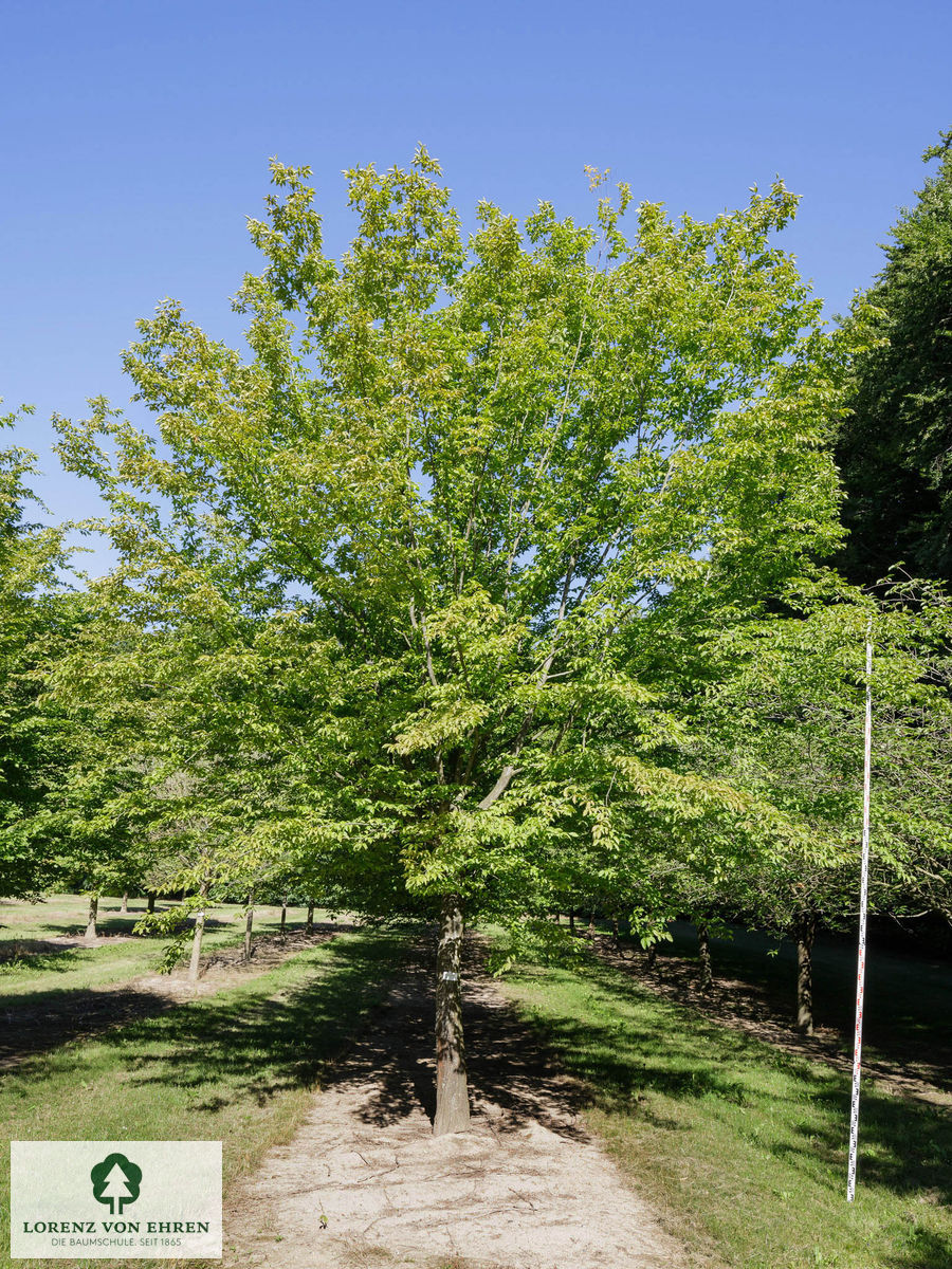 Carpinus betulus  im Sommer 